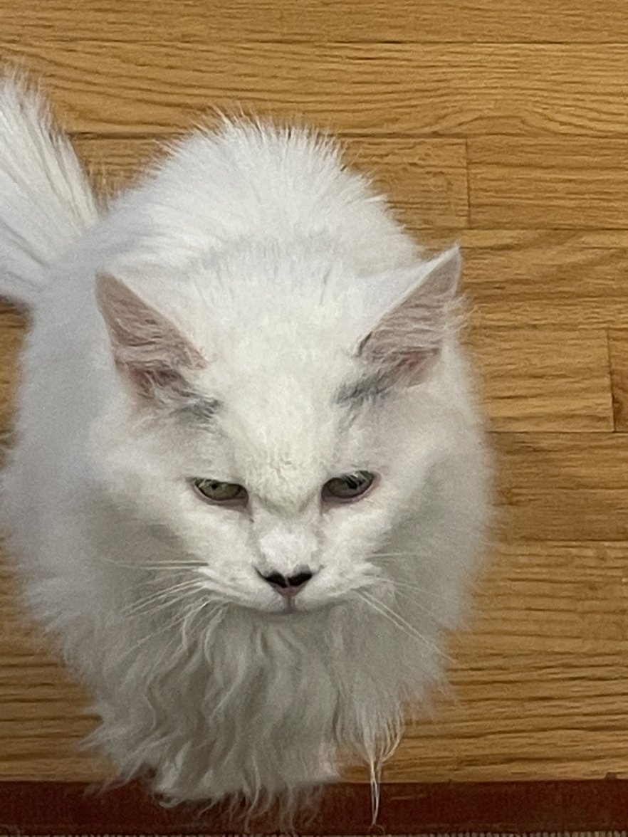 1D5E5ABF-5503-4660-97EF-934AE3726680.jpeg 1D5E5ABF-5503-4660-97EF-934AE3726680.jpeg