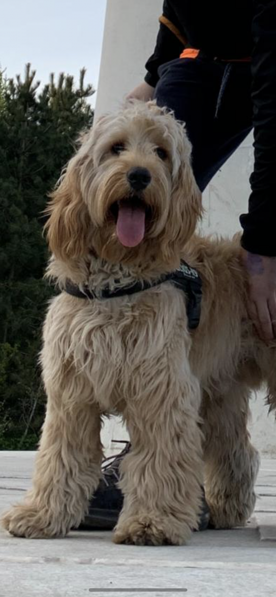 IMG_2720.PNG IMG_2720.PNG