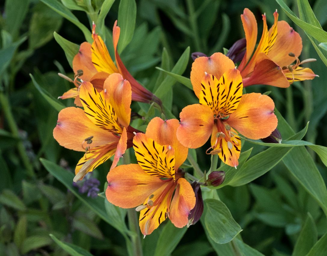 peruvian_lily.jpg