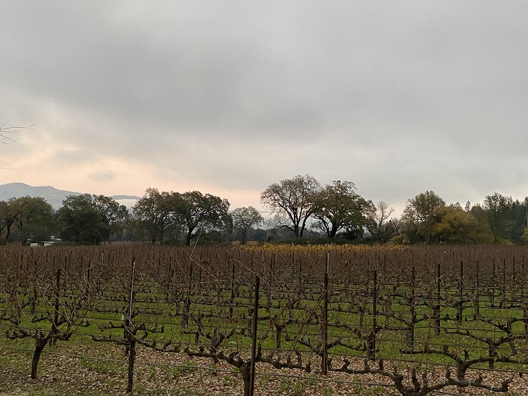 Twomey Calistoga.jpg