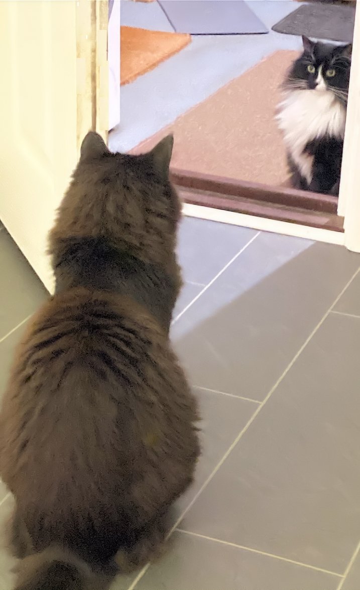 Mirror Mirror - Copy.jpg