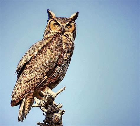 Great horned owl.jpg