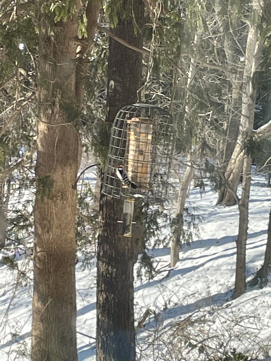 CD2F9AC2-8DCE-4EE4-8CE1-DAB1A6294AD8.jpeg CD2F9AC2-8DCE-4EE4-8CE1-DAB1A6294AD8.jpeg