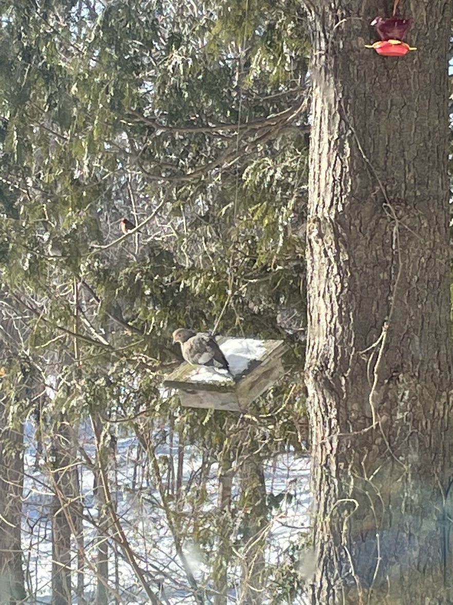 55507779-1ADD-4A2B-9D86-DB3F8693AF79.jpeg 55507779-1ADD-4A2B-9D86-DB3F8693AF79.jpeg