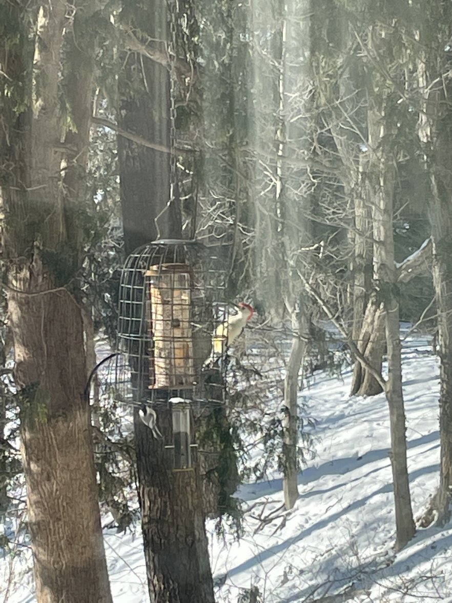 BC1C8A36-95B5-45B9-BEC4-59EDAA4FC199.jpeg BC1C8A36-95B5-45B9-BEC4-59EDAA4FC199.jpeg