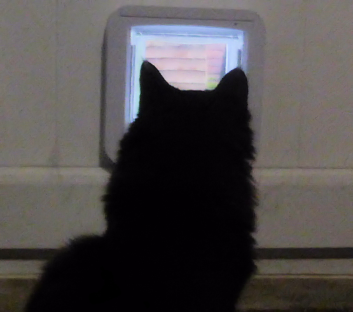 Cat TV - Copy - Copy.jpg