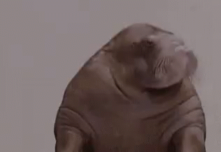 872FCFD6-56E8-432D-9FB3-D3A47D04D946.gif 872FCFD6-56E8-432D-9FB3-D3A47D04D946.gif