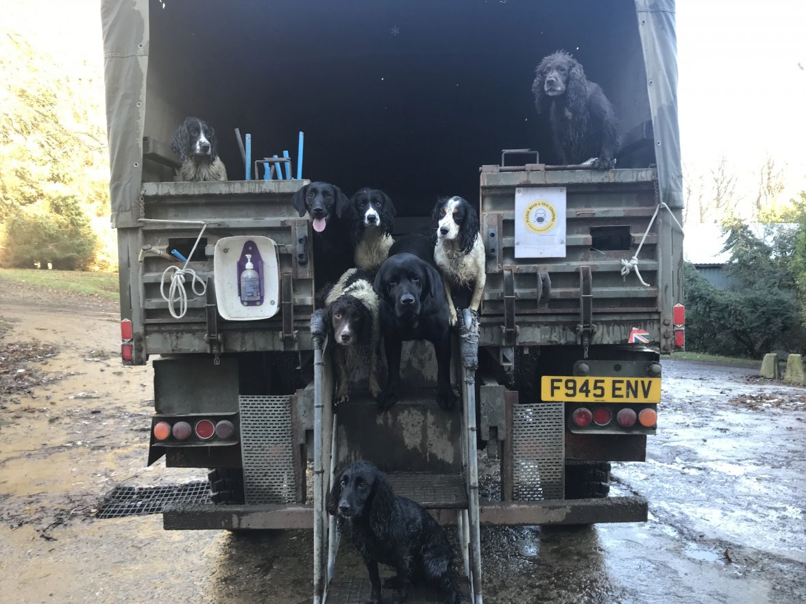 BOGNIE BEATERS DOGS.jpg