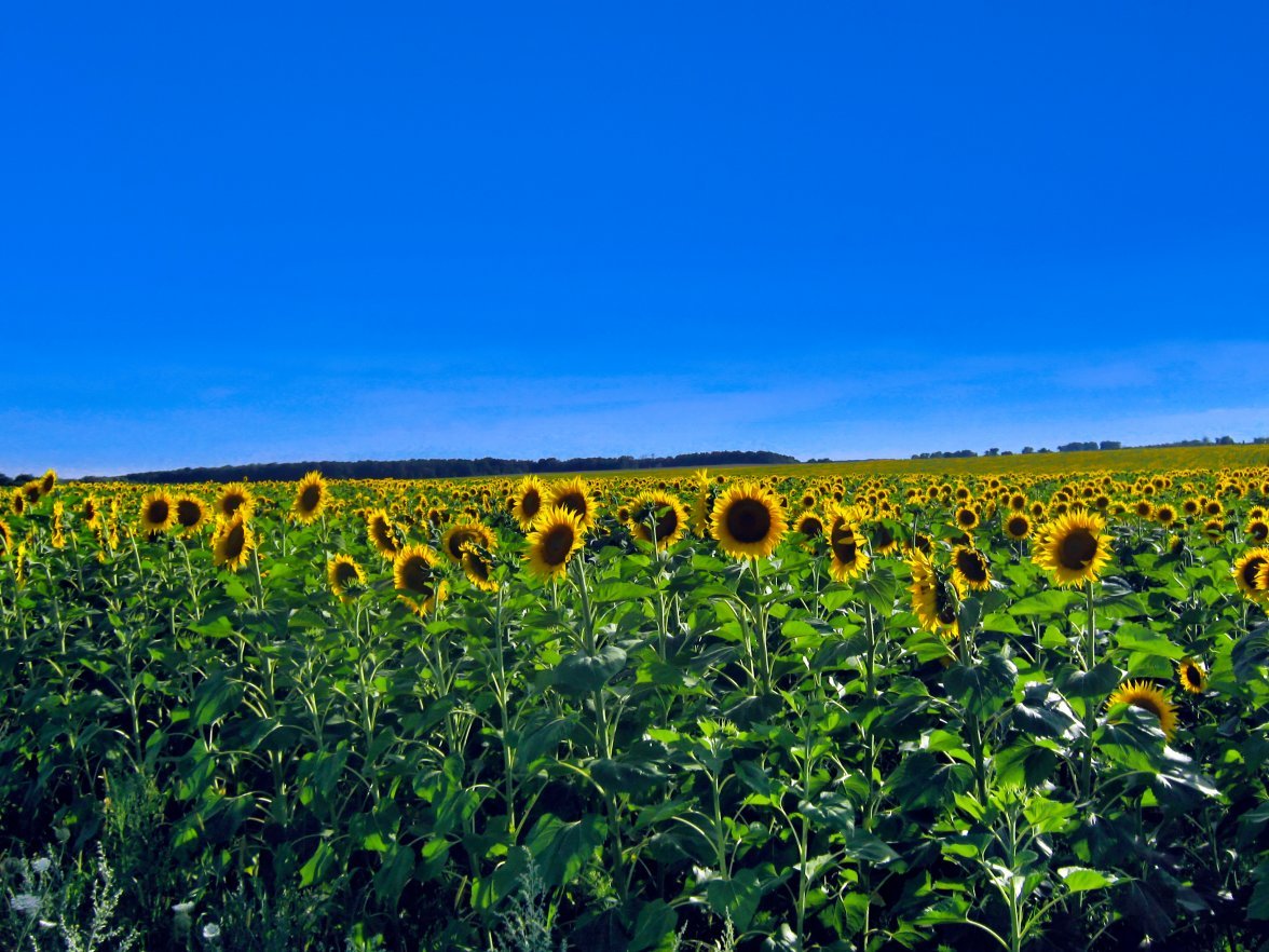 sunflowers.jpg