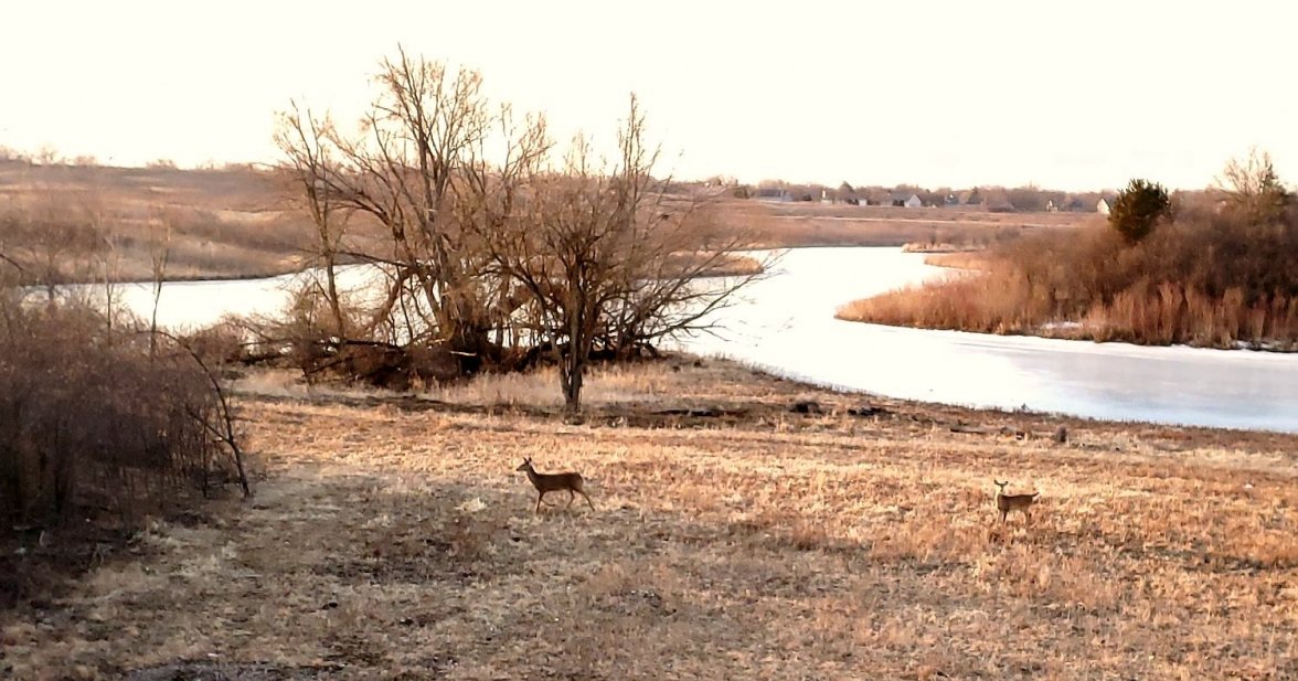 SH600 ws 2b deer 20220305_071148.jpg