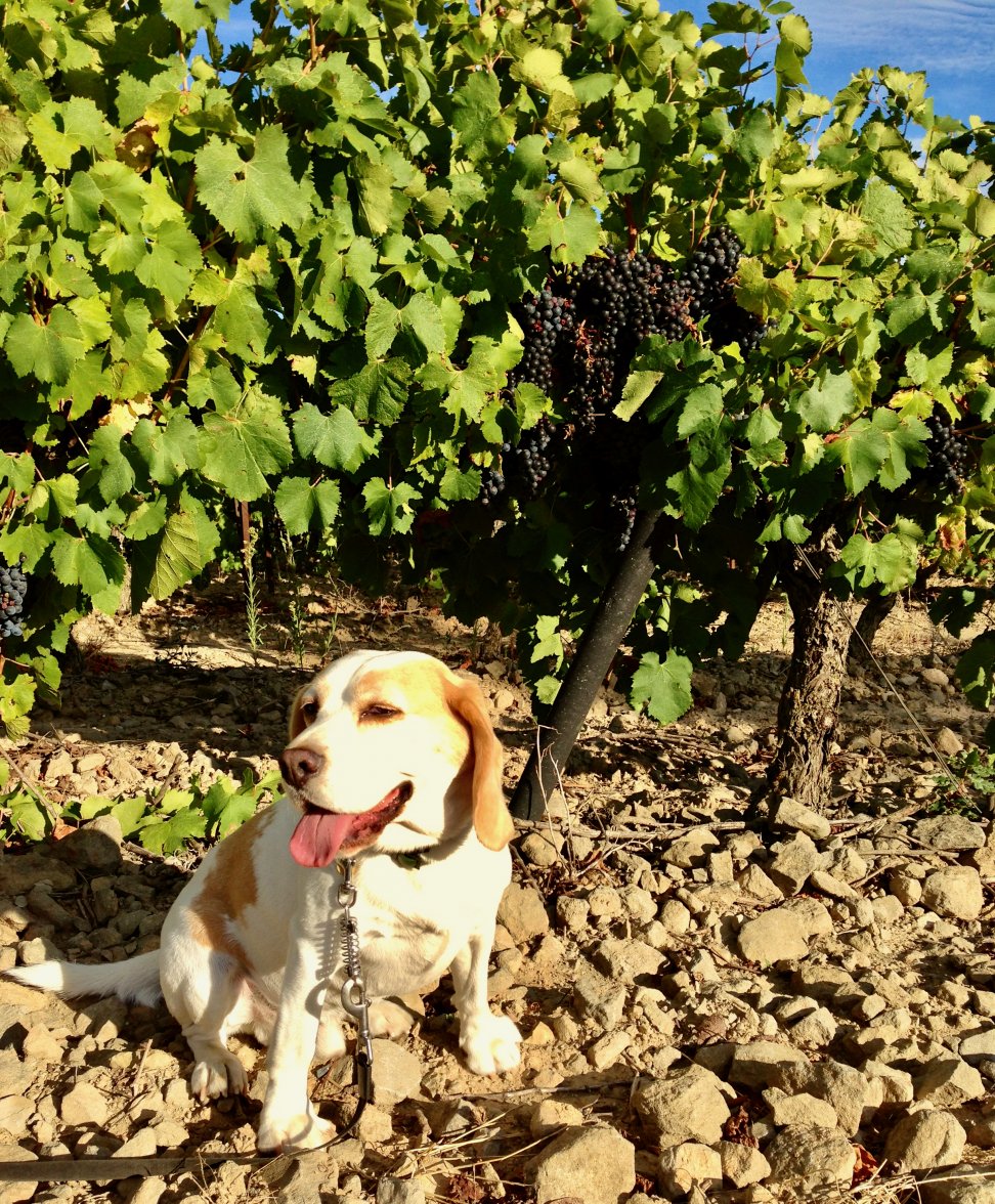 IMG_4550.jpeg IMG_4550.jpeg