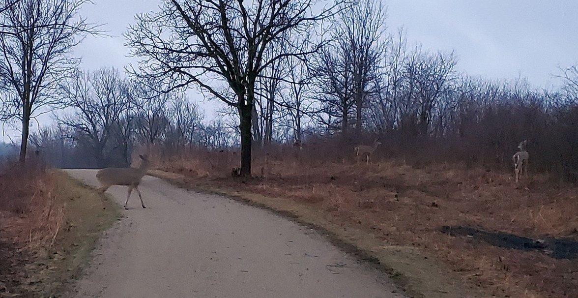 Willard ws 1 deer 20220324_071208.jpg