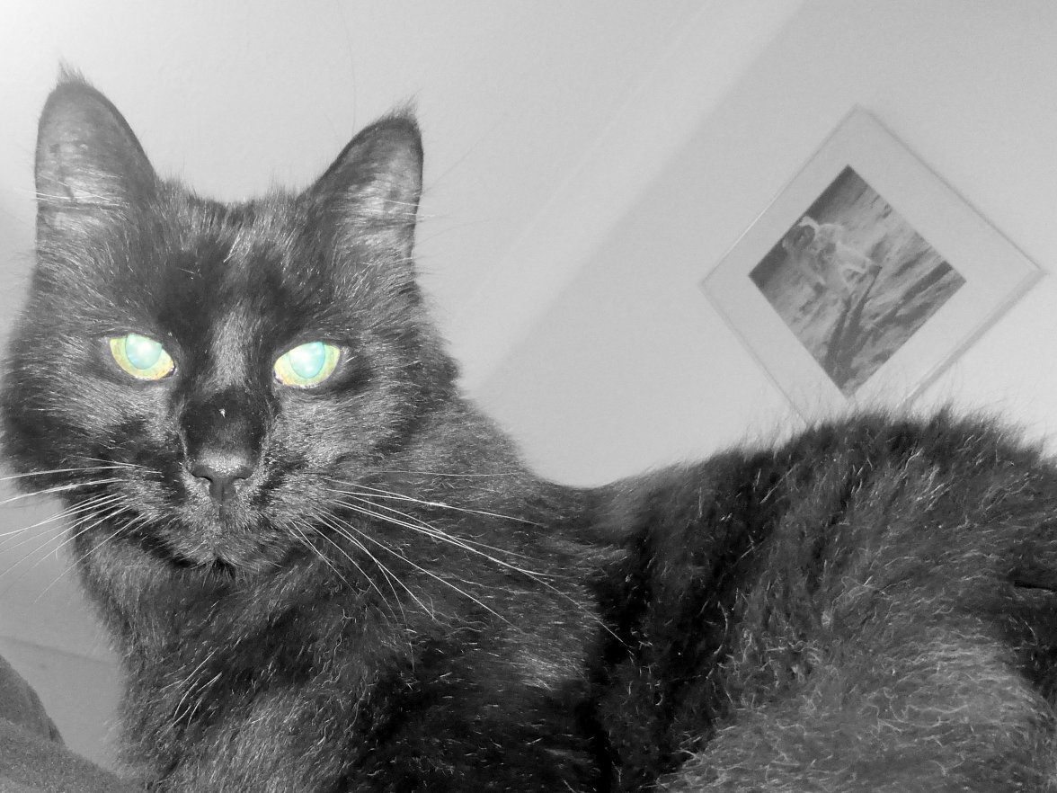 Cats eyes buzz - Copy.jpg