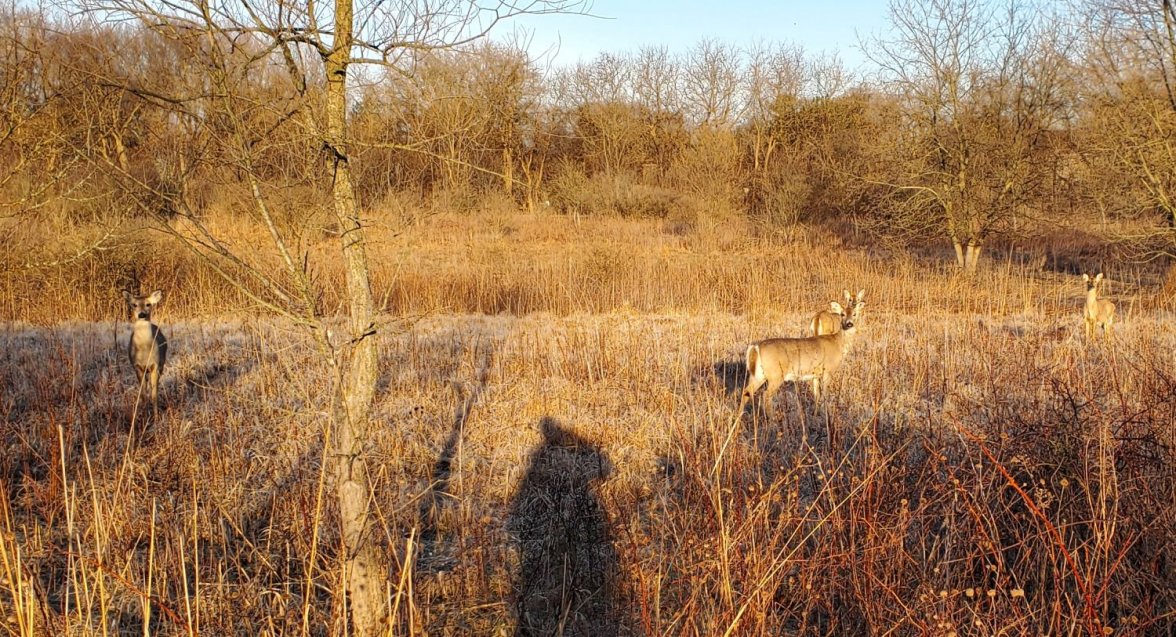 deer 2 20220412_070038.jpg