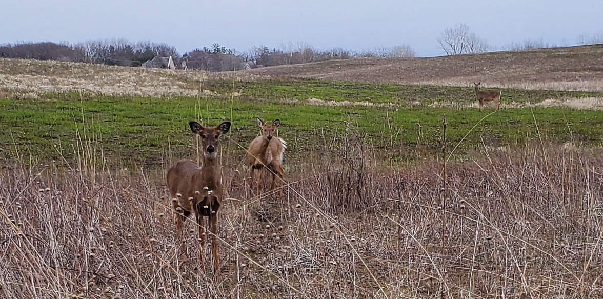 Mark III ws 1 deer 20220418_184859.jpg