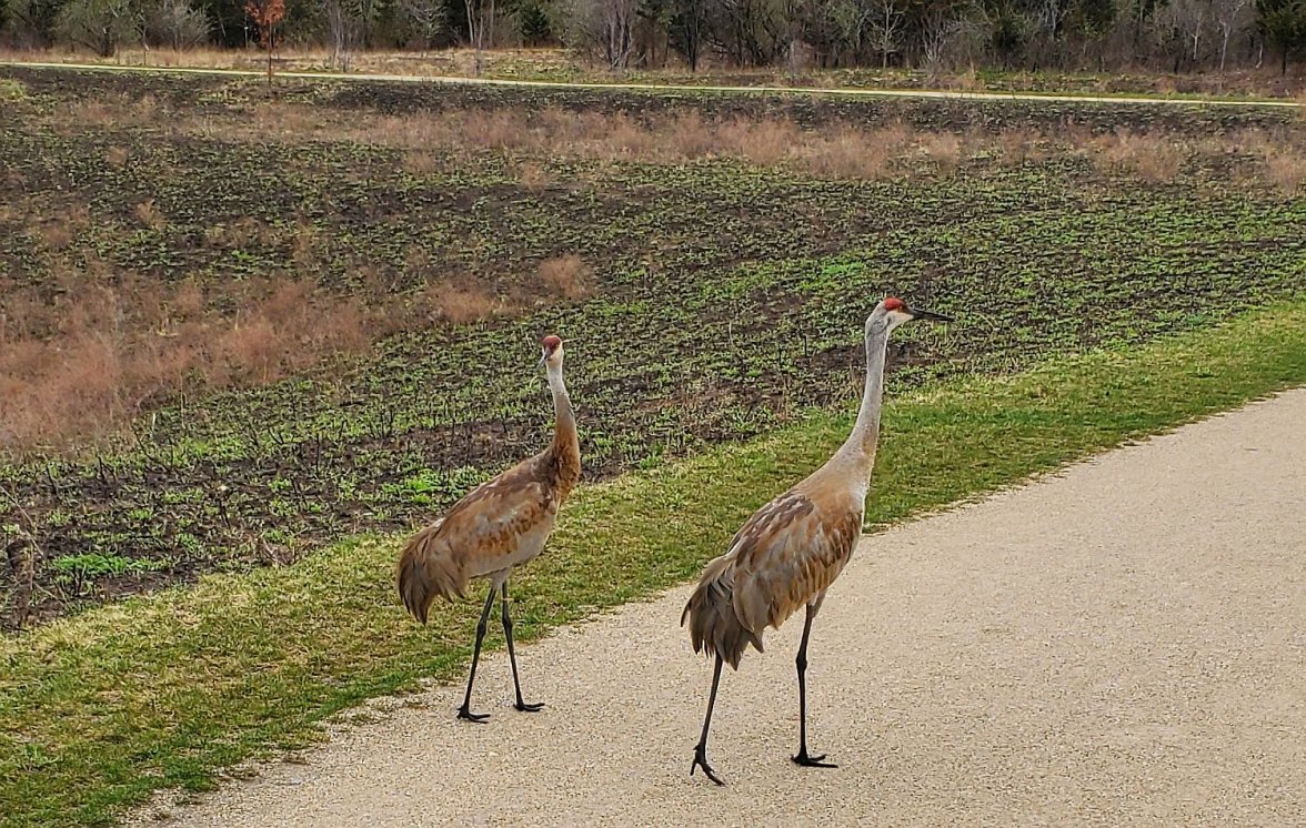 STOT ws 1 cranes 20220422_075442.jpg