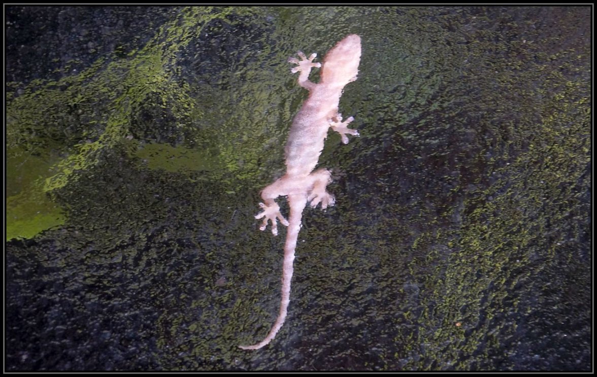 gekko.jpg