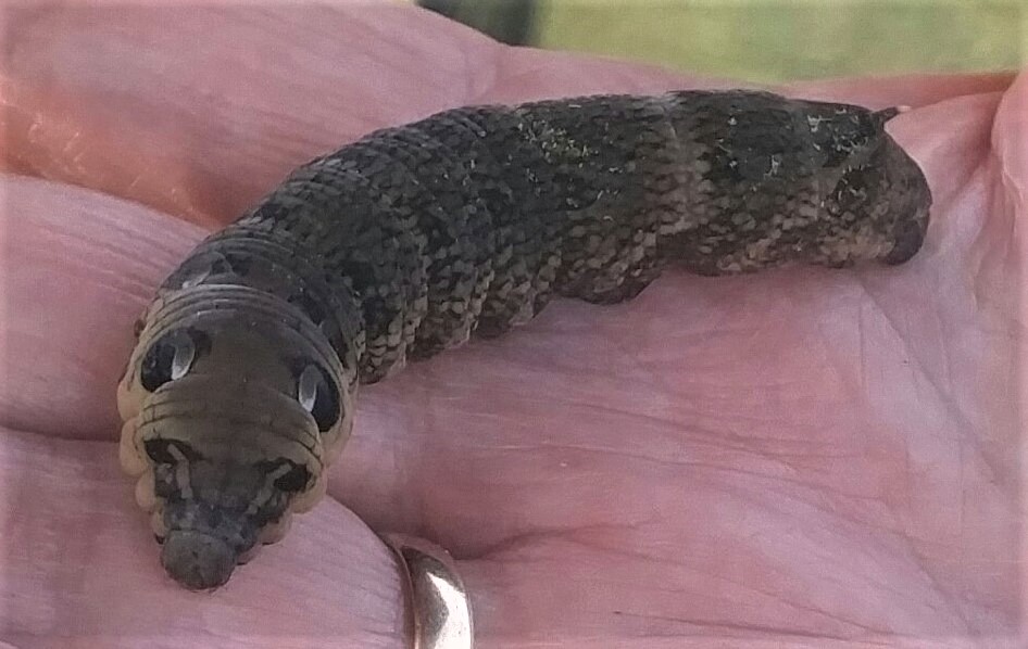 Elephant Hawk-Moth Caterpillar.jpg