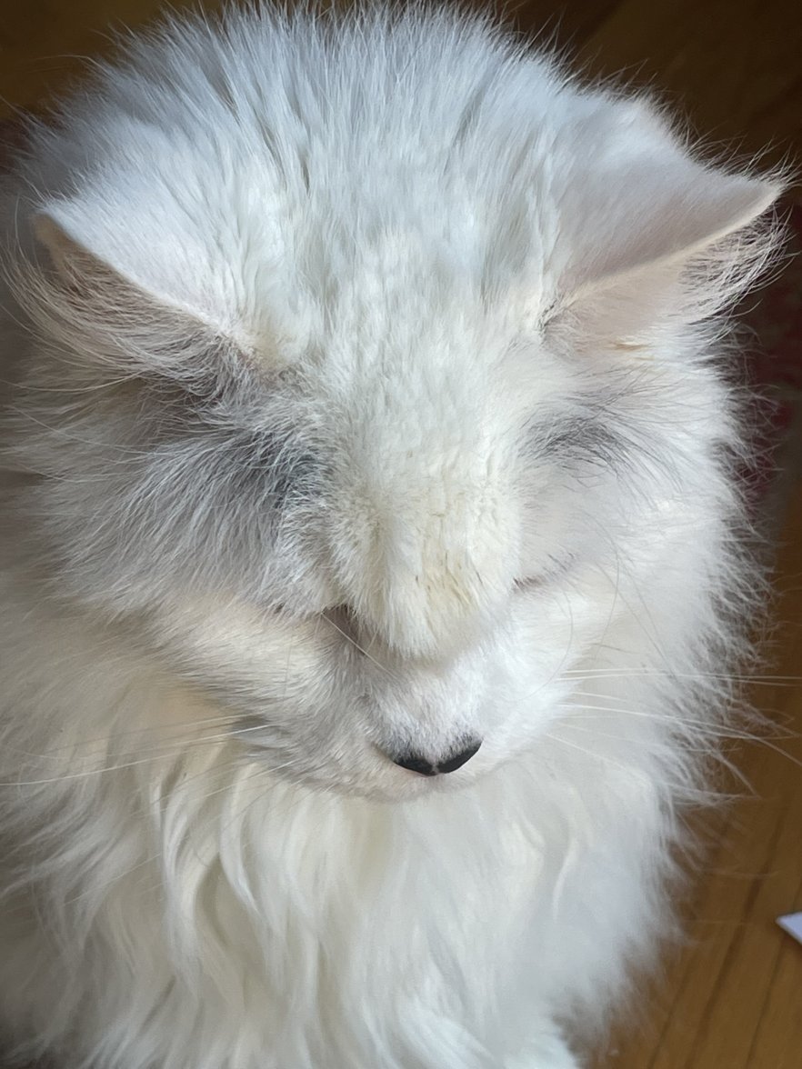 AC5F9C2D-F8F1-4CE5-8EFC-959811496ACB.jpeg AC5F9C2D-F8F1-4CE5-8EFC-959811496ACB.jpeg