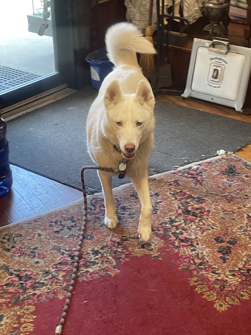 A90A58CA-CDF6-455A-A6B8-B0799C1CB491.jpeg A90A58CA-CDF6-455A-A6B8-B0799C1CB491.jpeg