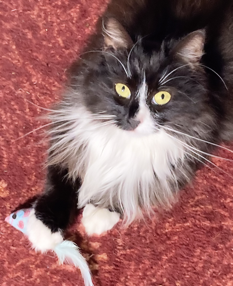 Cat and Mouse Games - Copy.jpg