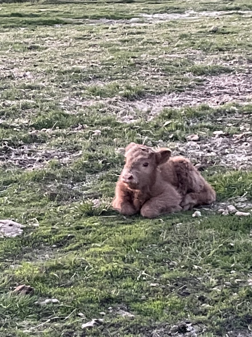 9AA40DCF-8CC8-4E26-B570-5E0EDD9063E0.jpeg 9AA40DCF-8CC8-4E26-B570-5E0EDD9063E0.jpeg