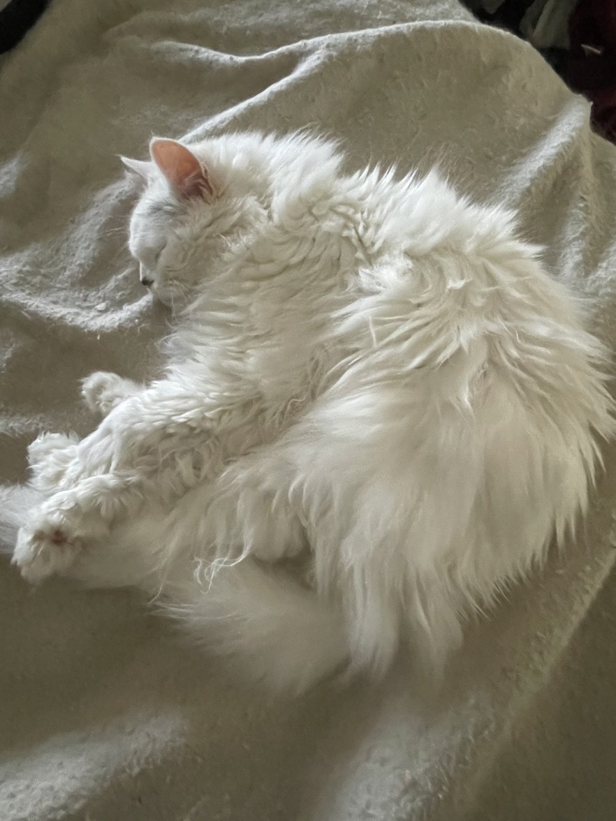 FB99B4C9-78FF-4242-AE74-3F1DD193BEE4.jpeg FB99B4C9-78FF-4242-AE74-3F1DD193BEE4.jpeg