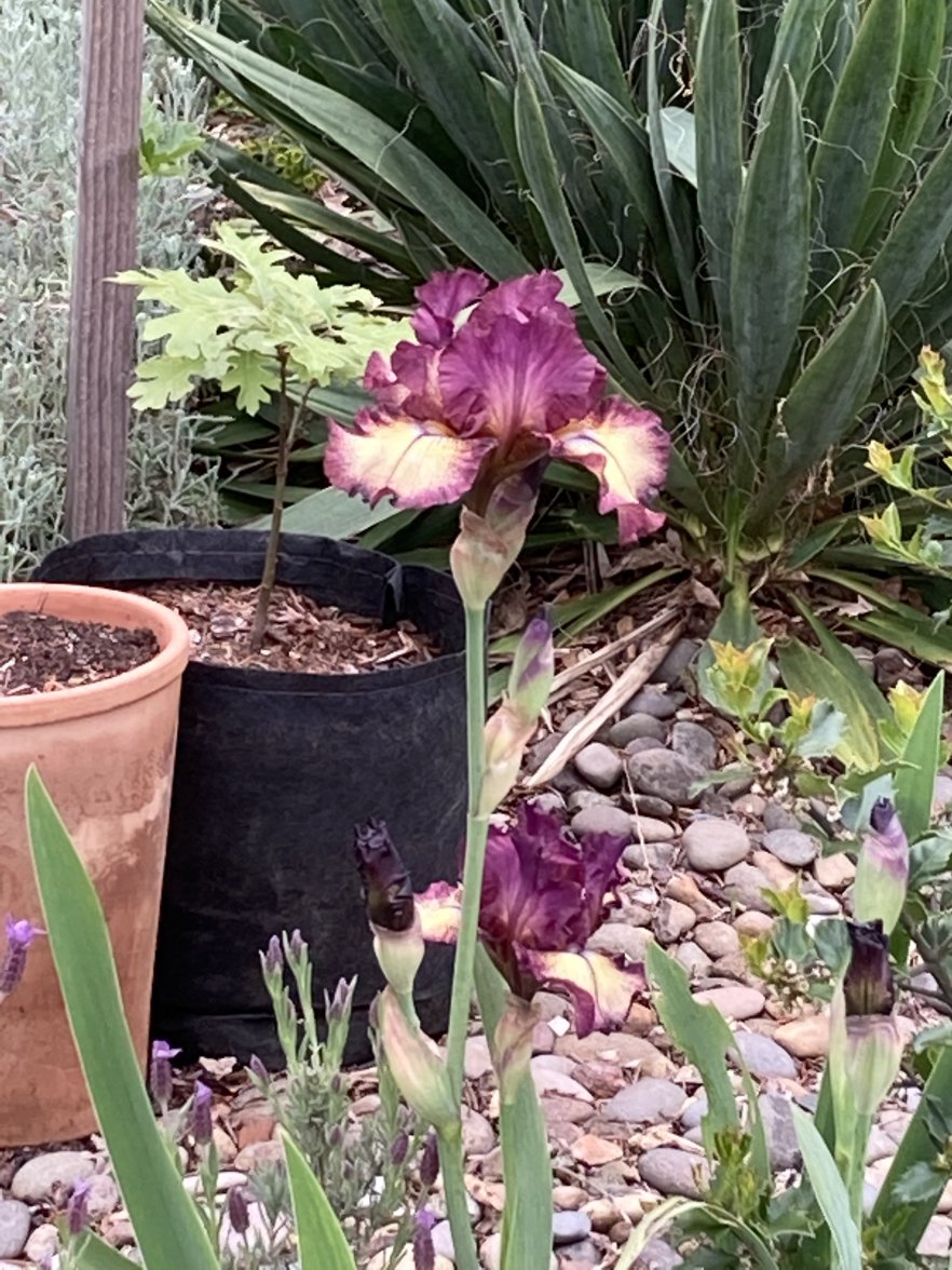 6EAA2C49-63F7-405A-AFD9-BBF4E2D0CEE2.jpeg 6EAA2C49-63F7-405A-AFD9-BBF4E2D0CEE2.jpeg