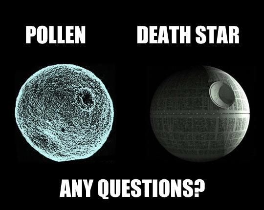 Pollen.jpg