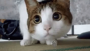 upload_2022-6-8_17-0-28.gif