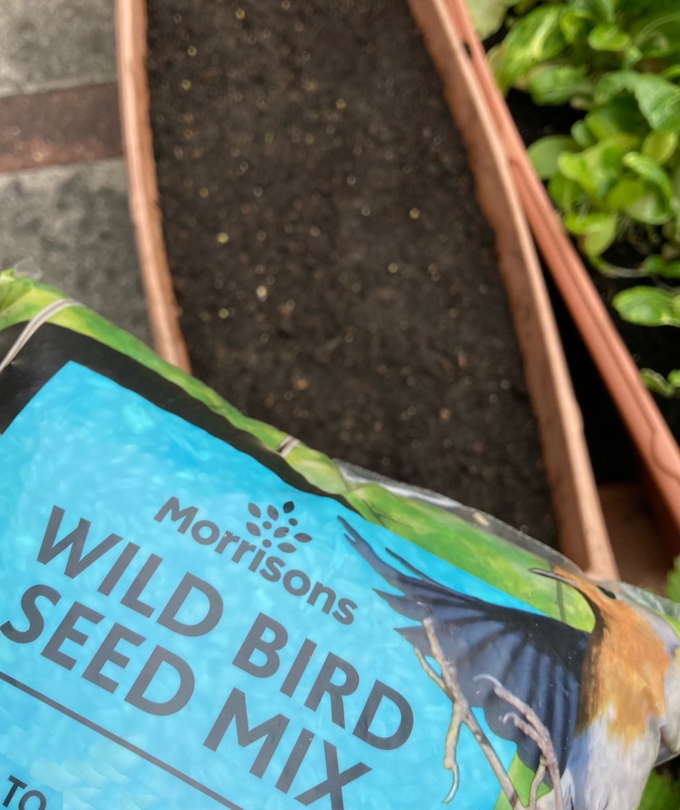 Going to the birds - Copy.jpg