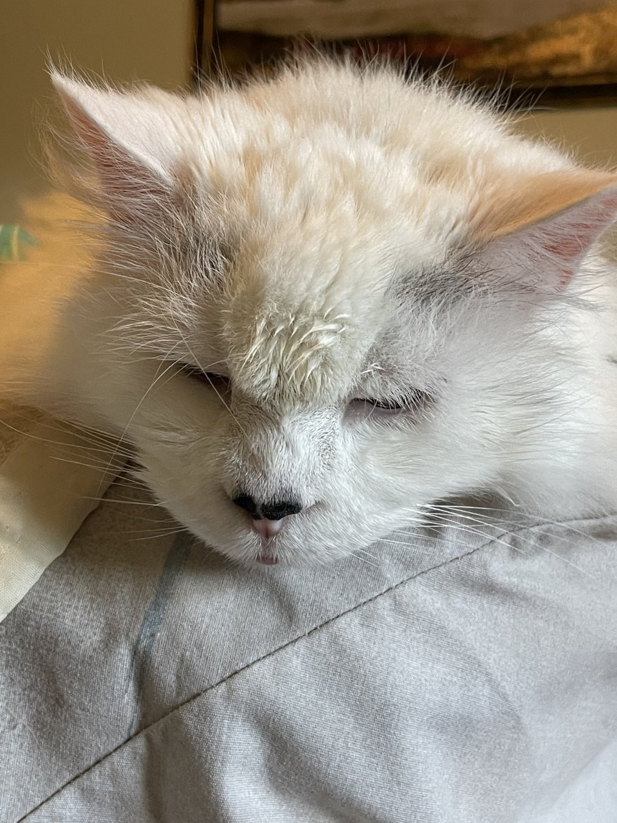 6AF90593-41CE-457A-B599-E39F455ADA4F.jpeg 6AF90593-41CE-457A-B599-E39F455ADA4F.jpeg