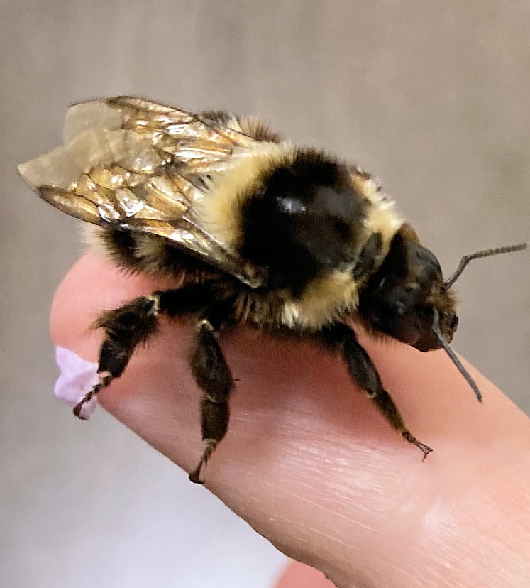 Bee 02.jpg