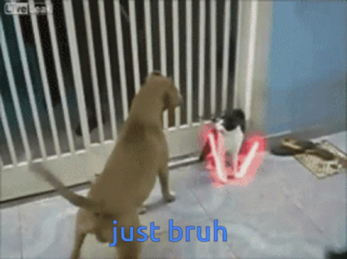 bruh-moment-cat-vs-dog.gif