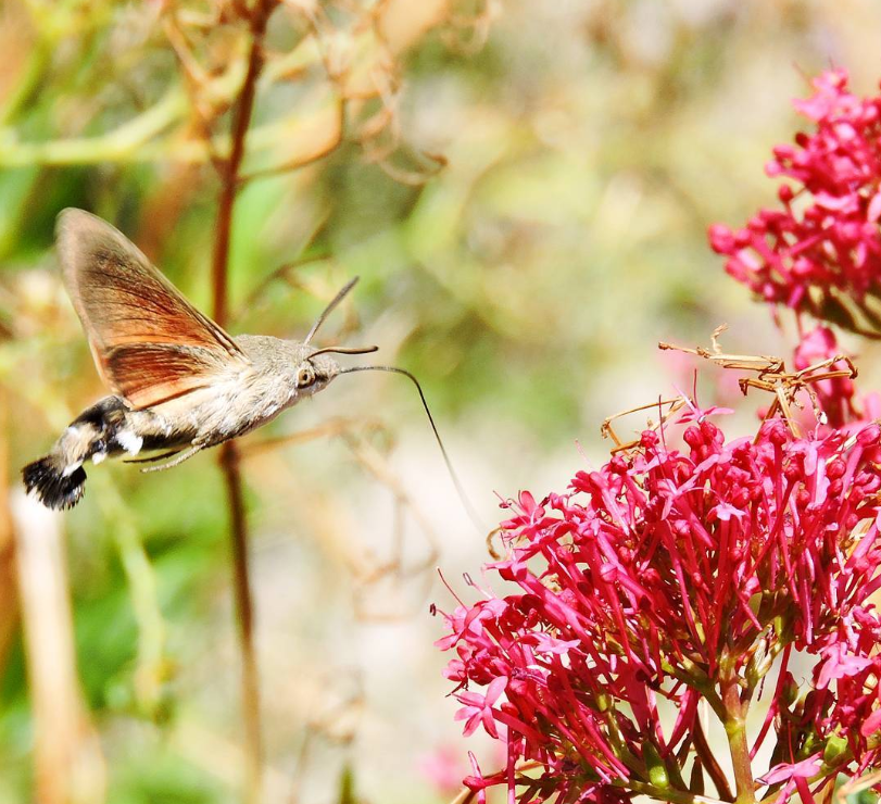 hummingbird-moth.png