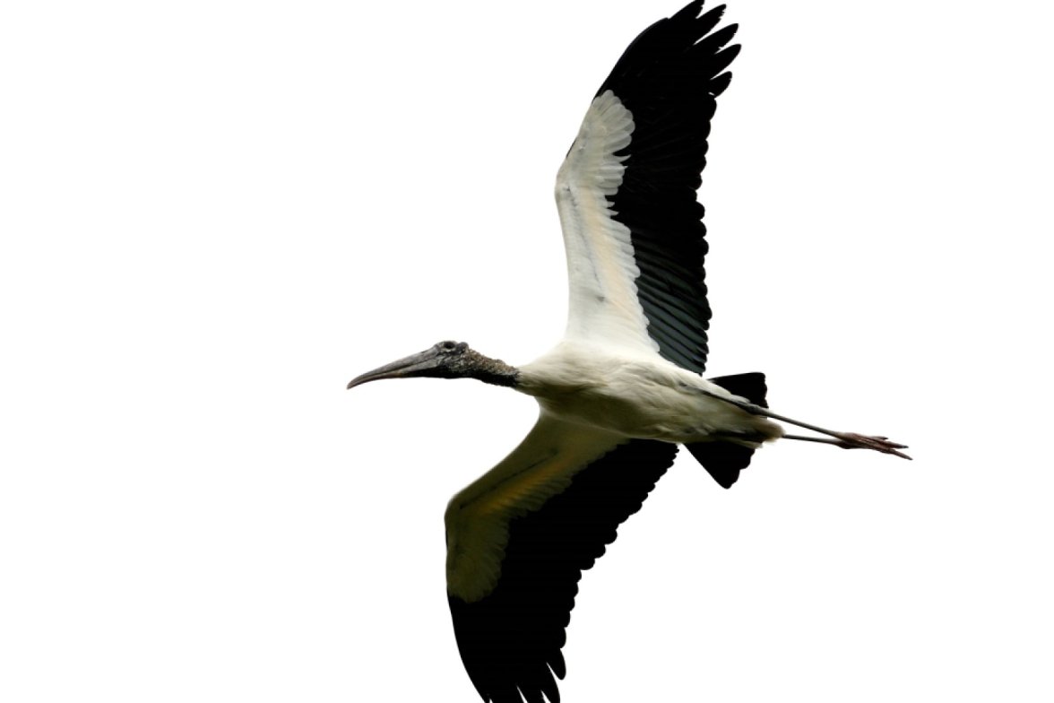 Wood Stork.jpg