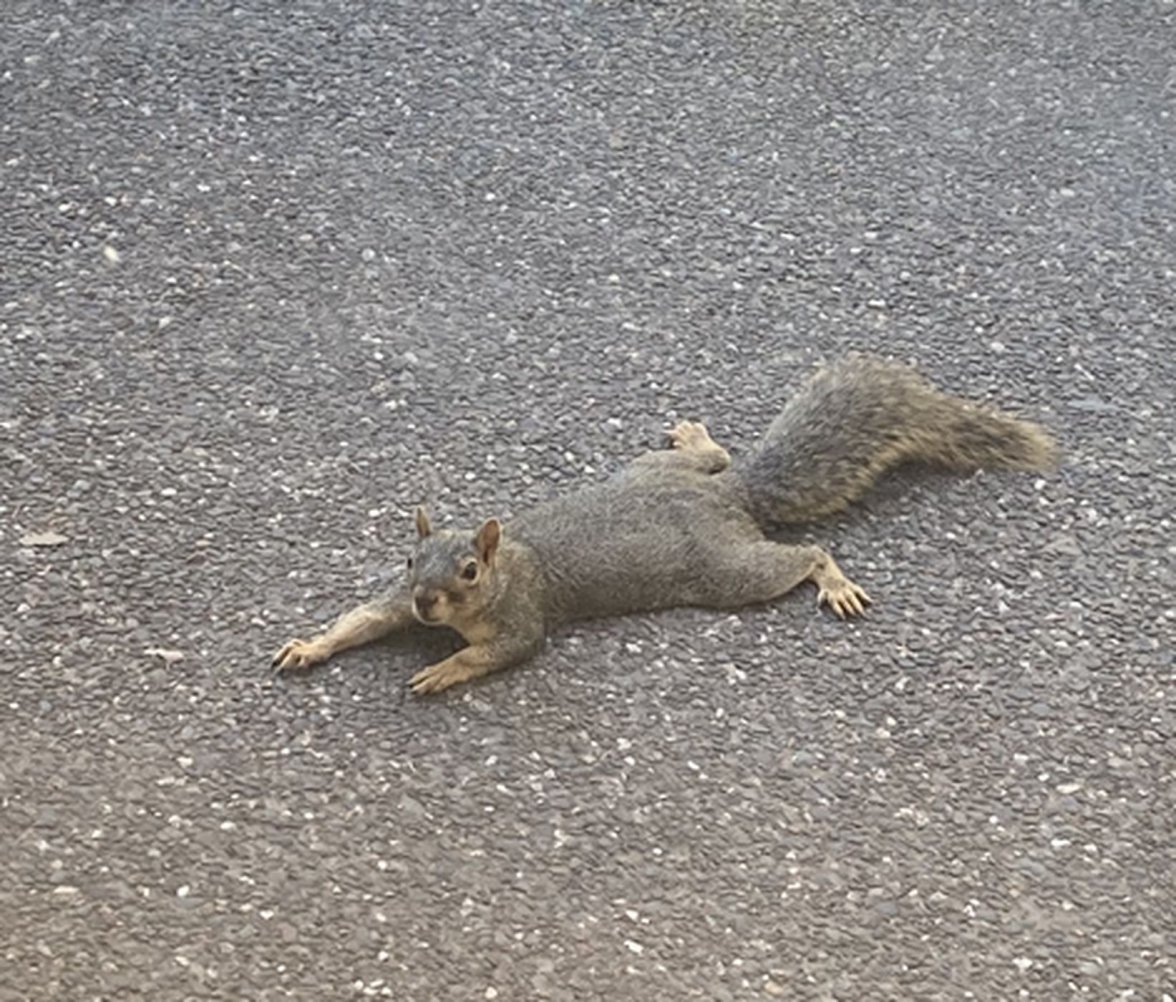 flat_squirrel.jpg