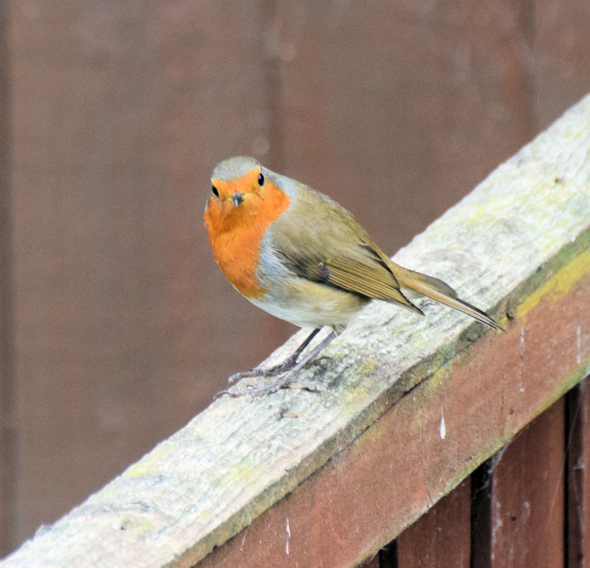 Rockin Robin.jpg