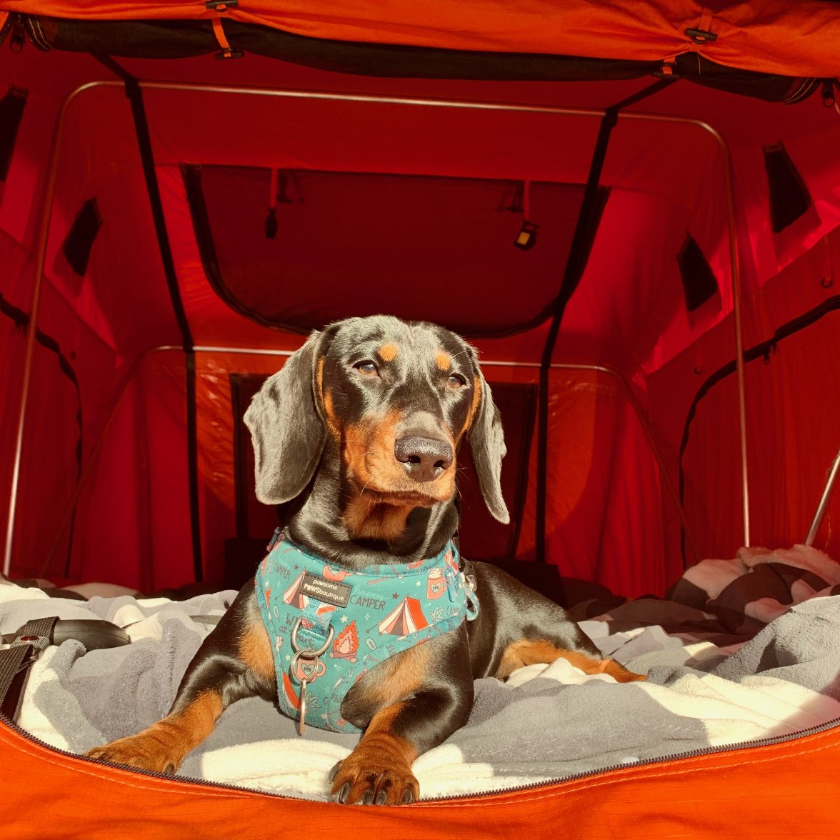 IMG_1303.jpeg IMG_1303.jpeg