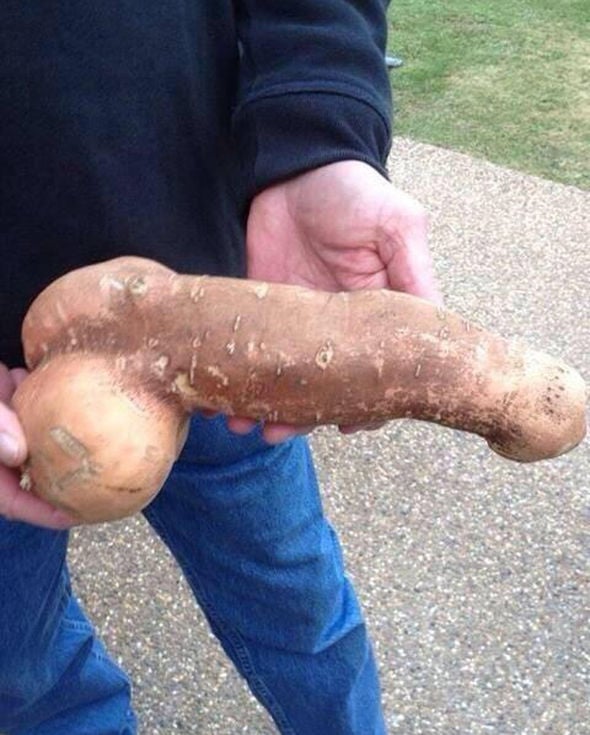 The-potato-looks-phallic-698397.jpg