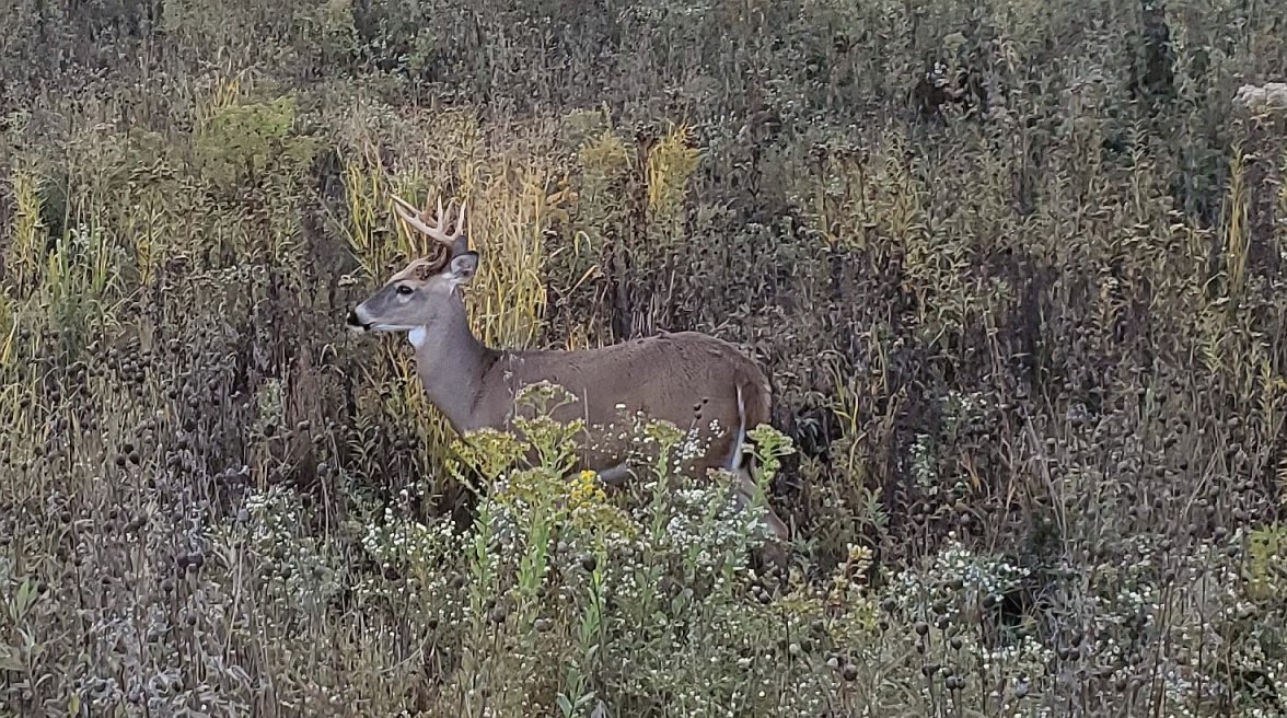 Seagull ws 2b 20221012_180100.jpg