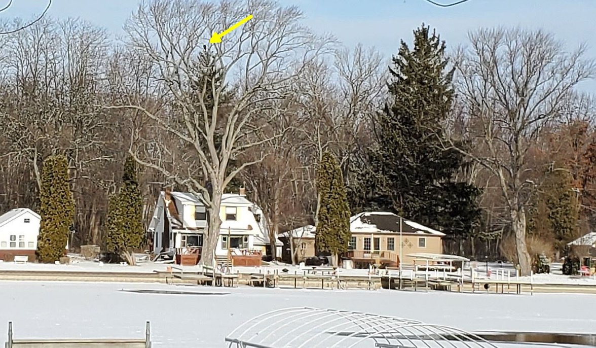 6309 bald eagle 2022-12-26 11_12_44-20221226_100125[1].jpg - IrfanView (Zoom_ 6494 x 4870).jpg