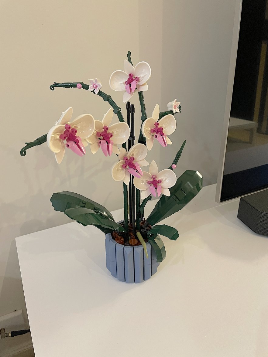 orchids.JPG