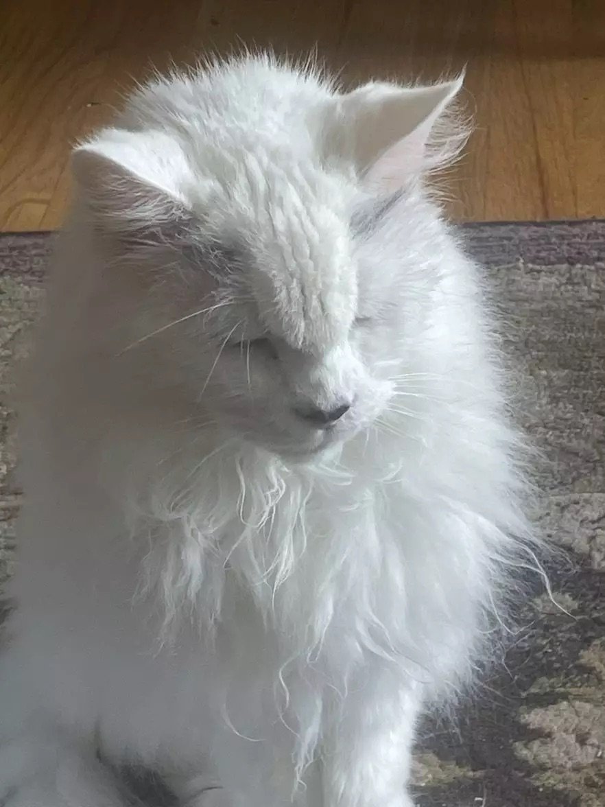 DA61EC49-1D65-43D9-A18B-86D4A646BE62.jpeg DA61EC49-1D65-43D9-A18B-86D4A646BE62.jpeg