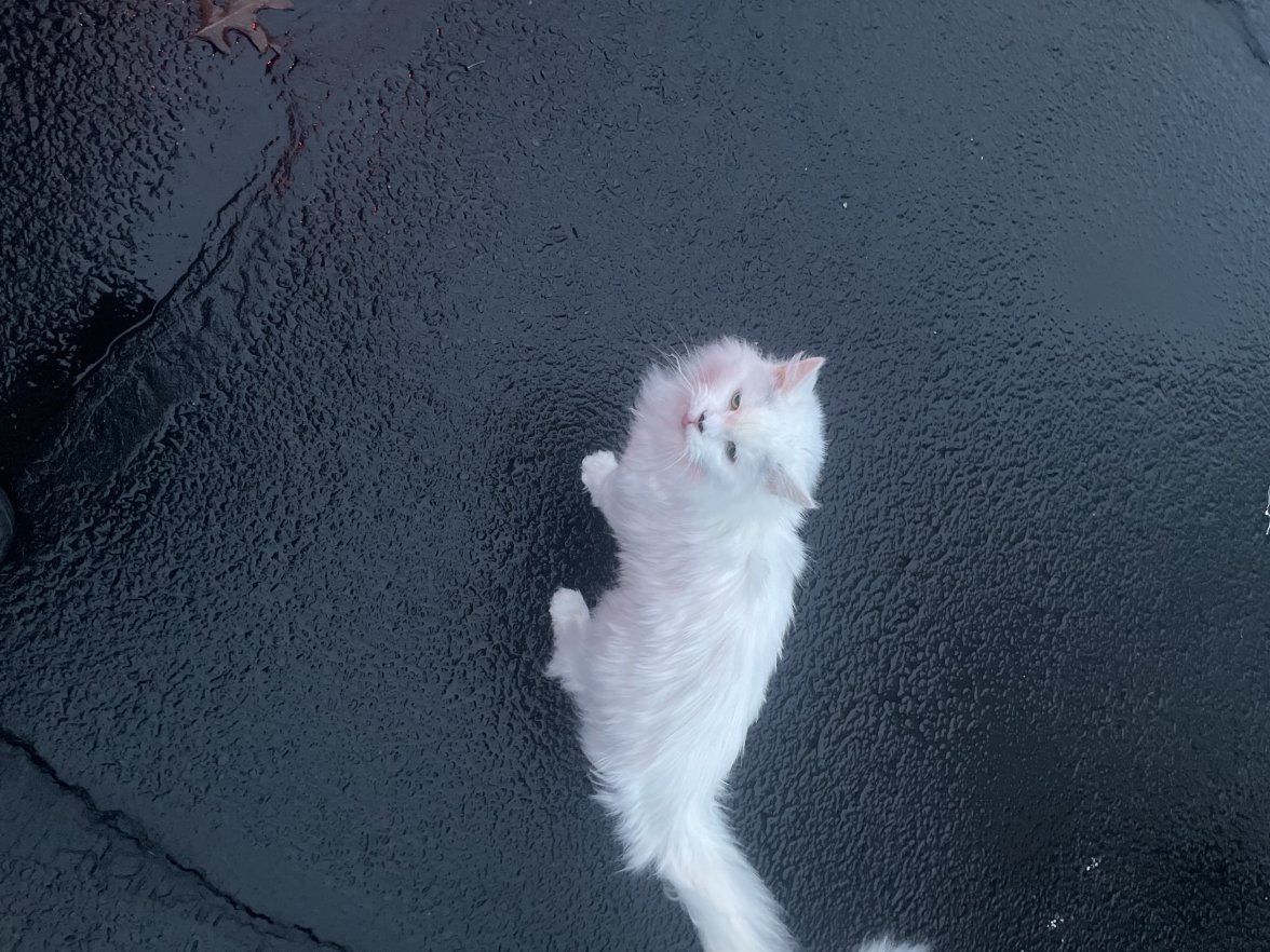 4CD3F636-64EA-4096-84E0-AB6316EB55F5.jpeg 4CD3F636-64EA-4096-84E0-AB6316EB55F5.jpeg