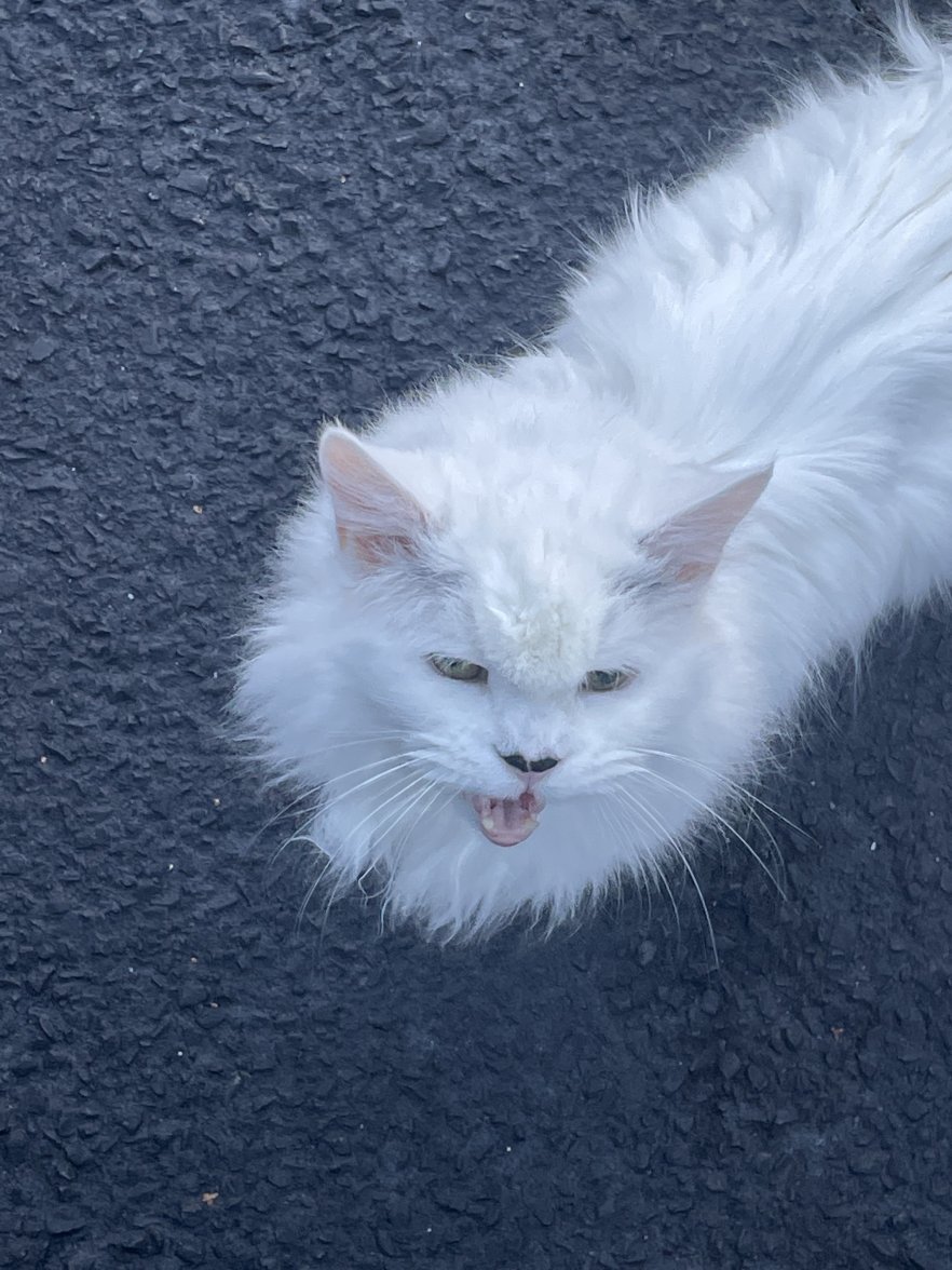 69EFDB7F-6D74-4866-909B-51F4597B77B2.jpeg 69EFDB7F-6D74-4866-909B-51F4597B77B2.jpeg