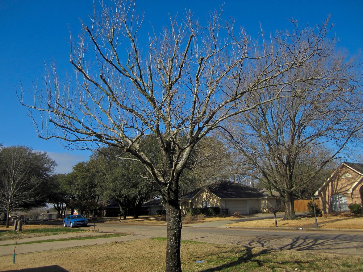 IMG_1661.jpg IMG_1661.jpg