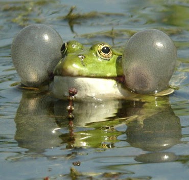Frog.jpg