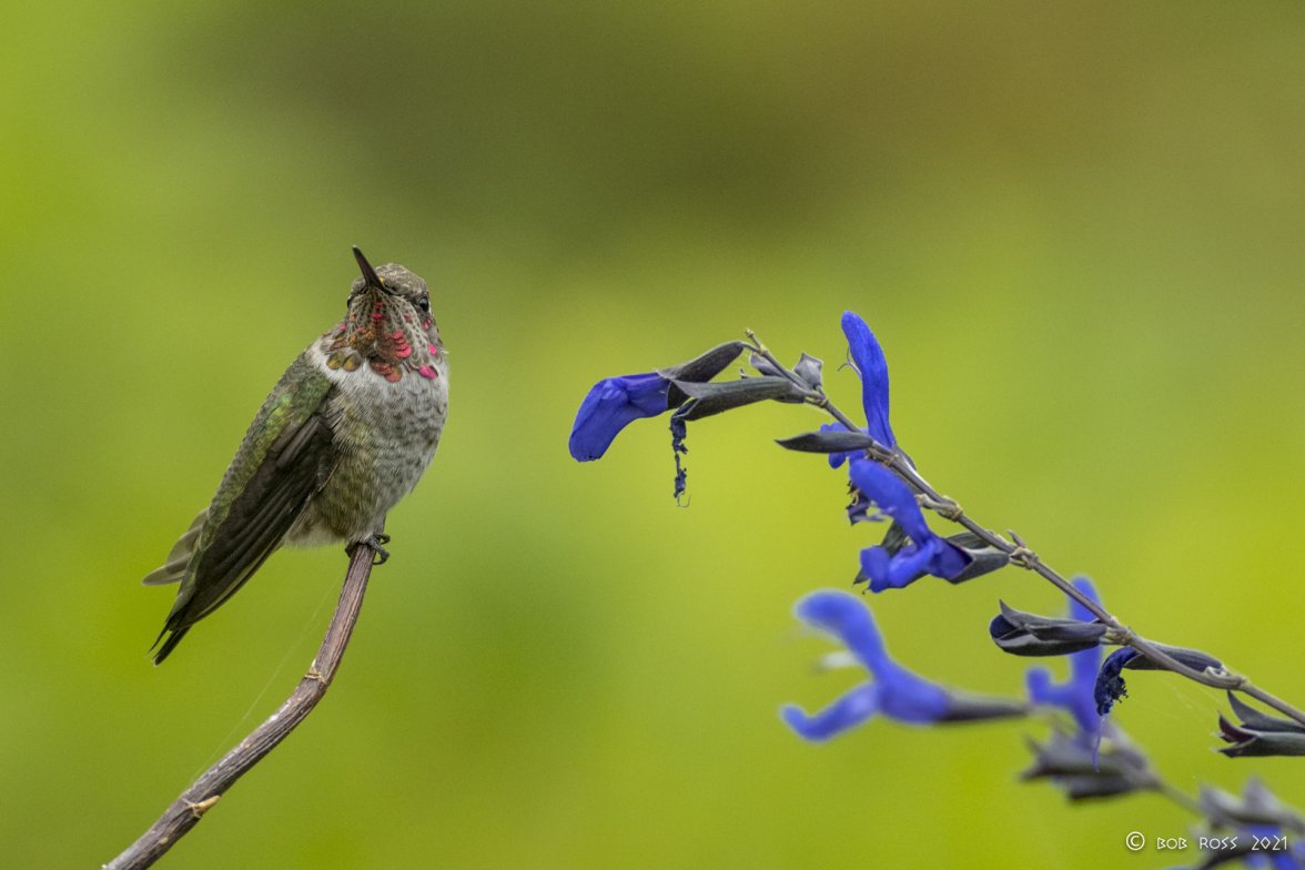 Perfect Perch Portrait-6.jpg