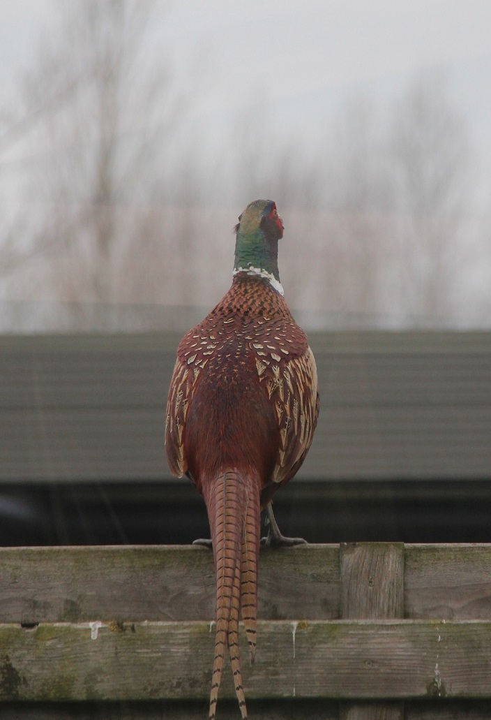 Pheasant.jpg